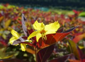 Vrbina brvitá 'Firecracker' - Lysimachia ciliata 'Firecracker'