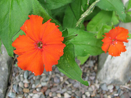 Kohoutek 'Lumina Orange' - Lychnis x haageana 'Lumina Orange'