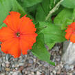 Kohoutek 'Lumina Orange' - Lychnis x haageana 'Lumina Orange'