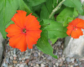 Kohoutek 'Lumina Orange'