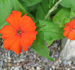 Kohoutek 'Lumina Orange' - Lychnis x haageana 'Lumina Orange'