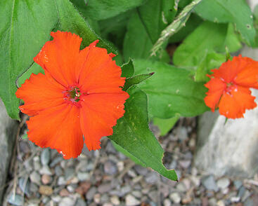 Kohoutek 'Lumina Orange'