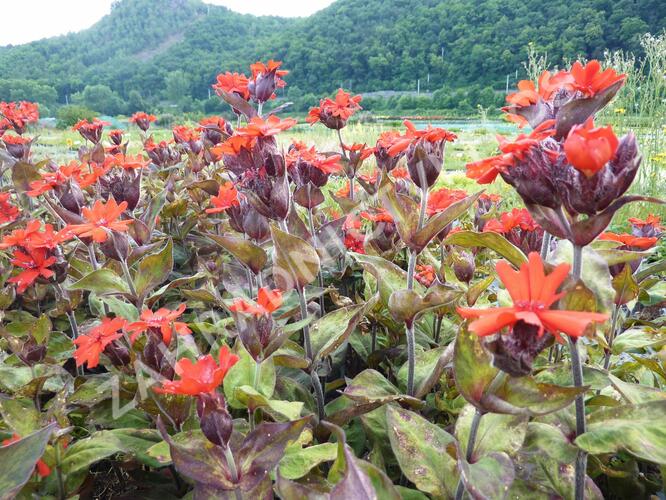 Kohoutek 'Lengai Red' - Lychnis x haageana 'Lengai Red'