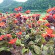 Kohoutek 'Lengai Red' - Lychnis x haageana 'Lengai Red'