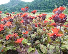 Kohoutek 'Lengai Red'