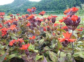 Kohoutek 'Lengai Red' - Lychnis x haageana 'Lengai Red'