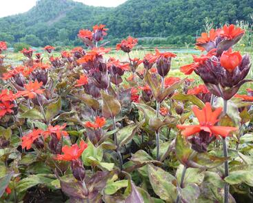 Kohoutek 'Lengai Red'