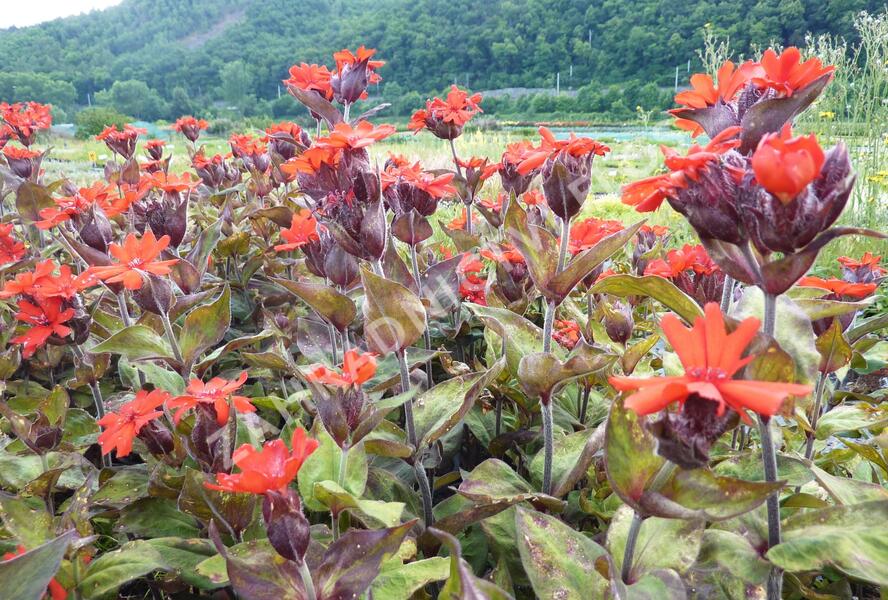 Kohoutek 'Lengai Red' - Lychnis x haageana 'Lengai Red'