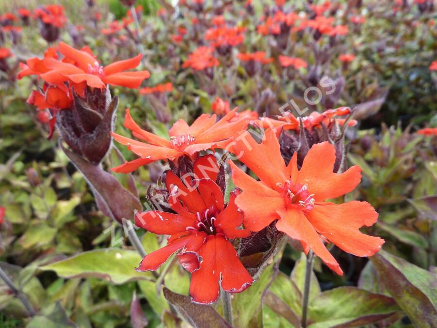 Kohoutek 'Lengai Red' - Lychnis x haageana 'Lengai Red'