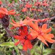 Kohoutek 'Lengai Red' - Lychnis x haageana 'Lengai Red'