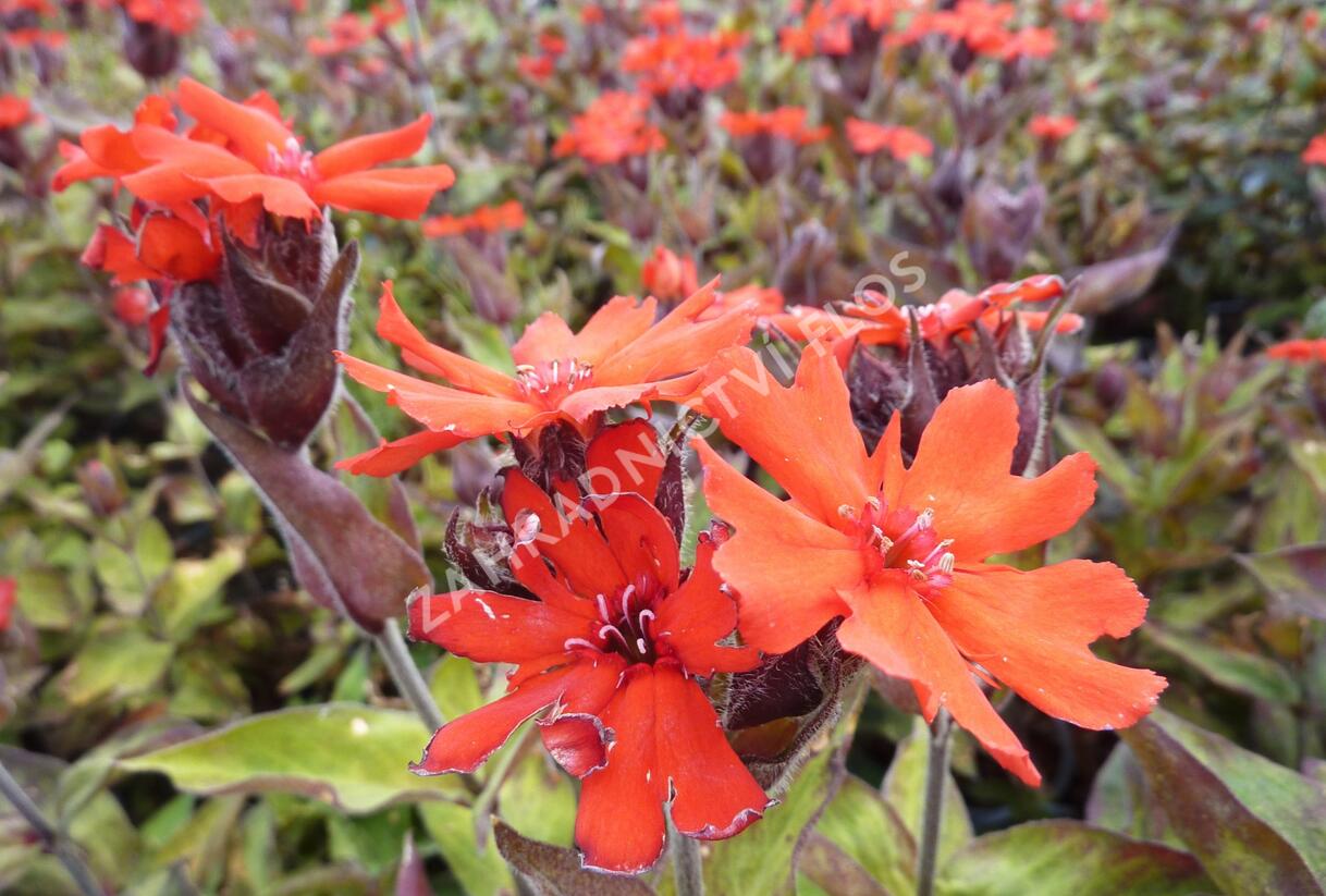 Kohoutek 'Lengai Red' - Lychnis x haageana 'Lengai Red'
