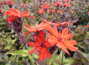 Kohoutek 'Lengai Red' - Lychnis x haageana 'Lengai Red'