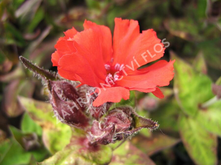 Kohoutek 'Lengai Red' - Lychnis x haageana 'Lengai Red'