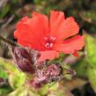 Kohoutek 'Lengai Red' - Lychnis x haageana 'Lengai Red'