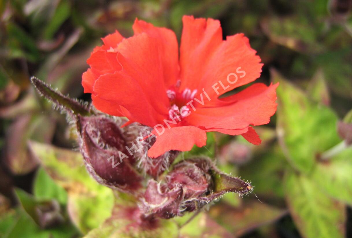 Kohoutek 'Lengai Red' - Lychnis x haageana 'Lengai Red'