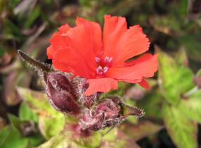 Kohoutek 'Lengai Red' - Lychnis x haageana 'Lengai Red'