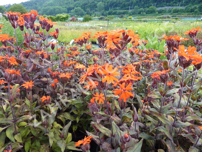 Kohoutek 'Lengai Orange' - Lychnis x haageana 'Lengai Orange'