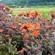 Kohoutek 'Lengai Orange' - Lychnis x haageana 'Lengai Orange'