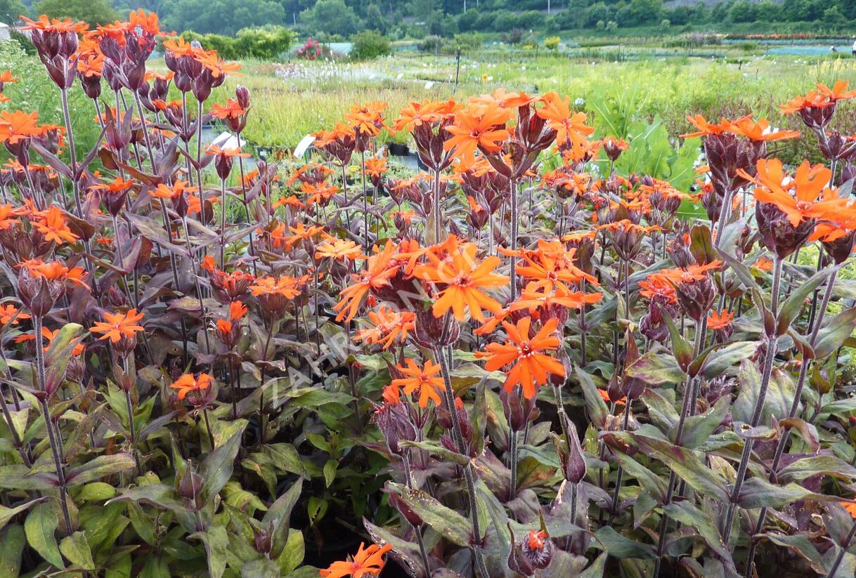 Kohoutek 'Lengai Orange' - Lychnis x haageana 'Lengai Orange'