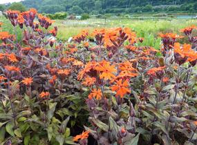 Kohoutek 'Lengai Orange' - Lychnis x haageana 'Lengai Orange'