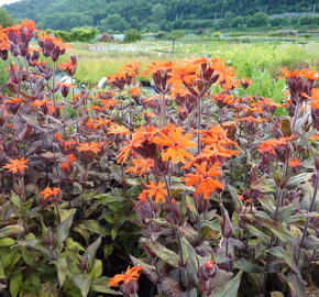 Kohoutek 'Lengai Orange' - Lychnis x haageana 'Lengai Orange'