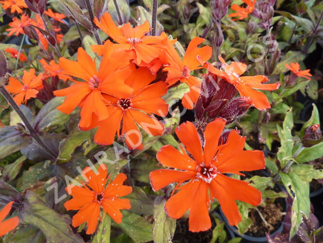Kohoutek 'Lengai Orange' - Lychnis x haageana 'Lengai Orange'