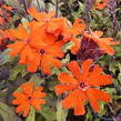 Kohoutek 'Lengai Orange' - Lychnis x haageana 'Lengai Orange'