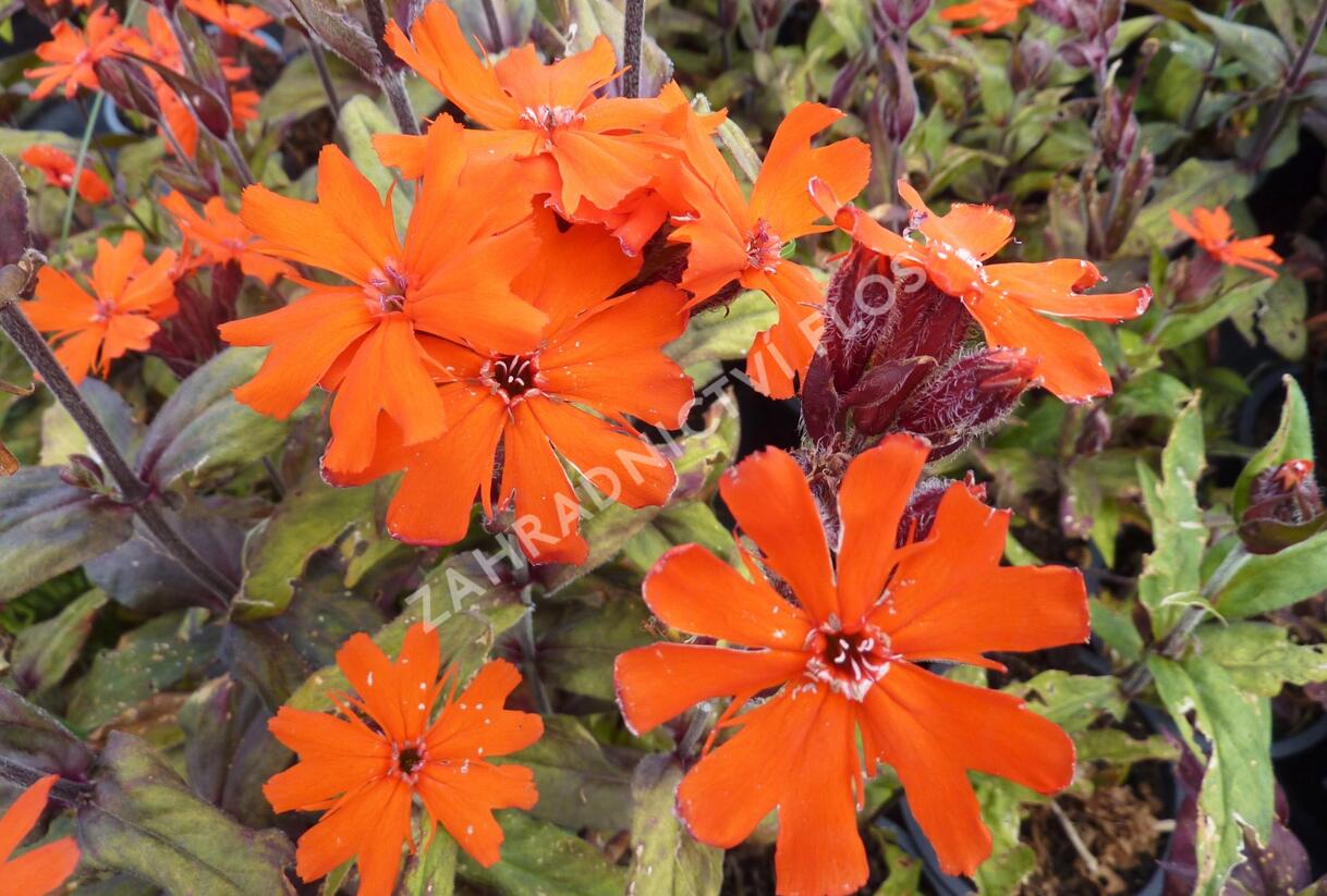 Kohoutek 'Lengai Orange' - Lychnis x haageana 'Lengai Orange'