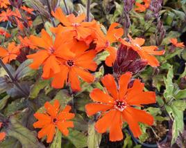 Kohoutek 'Lengai Orange'