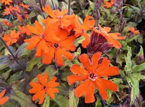 Kohoutek 'Lengai Orange' - Lychnis x haageana 'Lengai Orange'