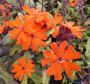 Kohoutek 'Lengai Orange' - Lychnis x haageana 'Lengai Orange'