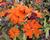 Kohoutek 'Lengai Orange'