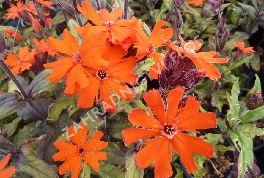 Kohoutek 'Lengai Orange' - Lychnis x haageana 'Lengai Orange'