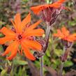 Kohoutek 'Lengai Orange' - Lychnis x haageana 'Lengai Orange'