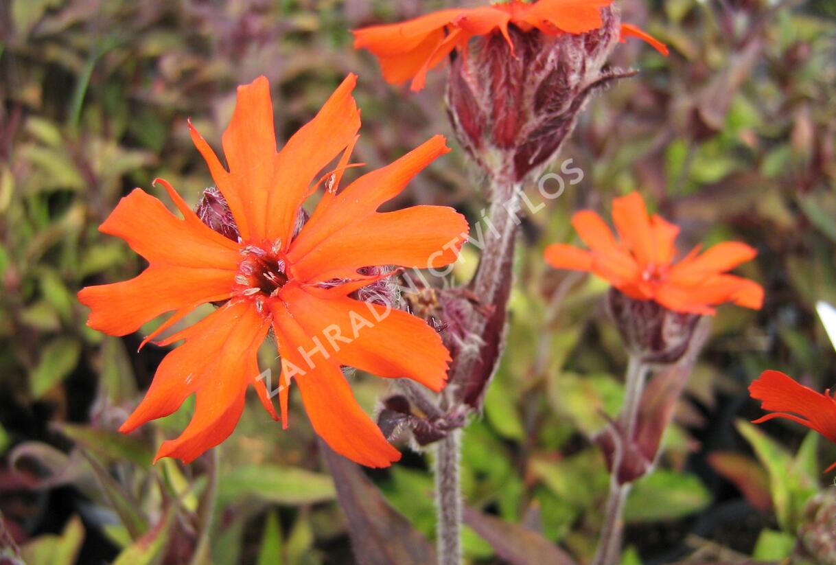 Kohoutek 'Lengai Orange' - Lychnis x haageana 'Lengai Orange'
