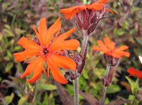 Kohoutek 'Lengai Orange' - Lychnis x haageana 'Lengai Orange'