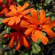 Kohoutek 'Lengai Orange' - Lychnis x haageana 'Lengai Orange'