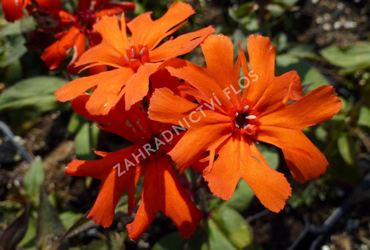Kohoutek 'Lengai Orange' - Lychnis x haageana 'Lengai Orange'