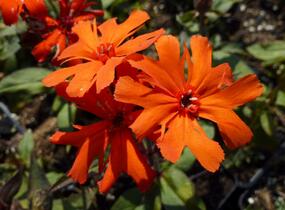 Kohoutek 'Lengai Orange' - Lychnis x haageana 'Lengai Orange'