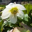 Čemeřice černá 'White January' - Helleborus niger 'White January'