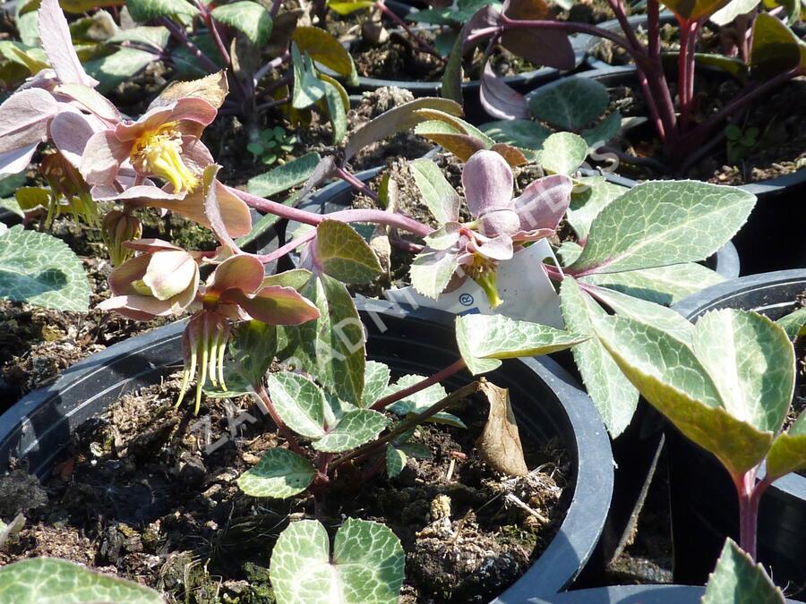 Čemeřice sivozelená 'Purple Rose' - Helleborus lividus 'Purple Rose'