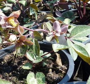 Čemeřice sivozelená 'Purple Rose' - Helleborus lividus 'Purple Rose'