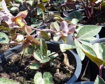 Čemeřice sivozelená 'Purple Rose'