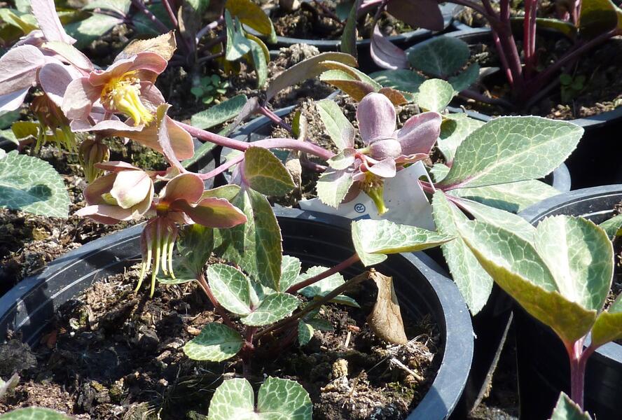 Čemeřice sivozelená 'Purple Rose' - Helleborus lividus 'Purple Rose'