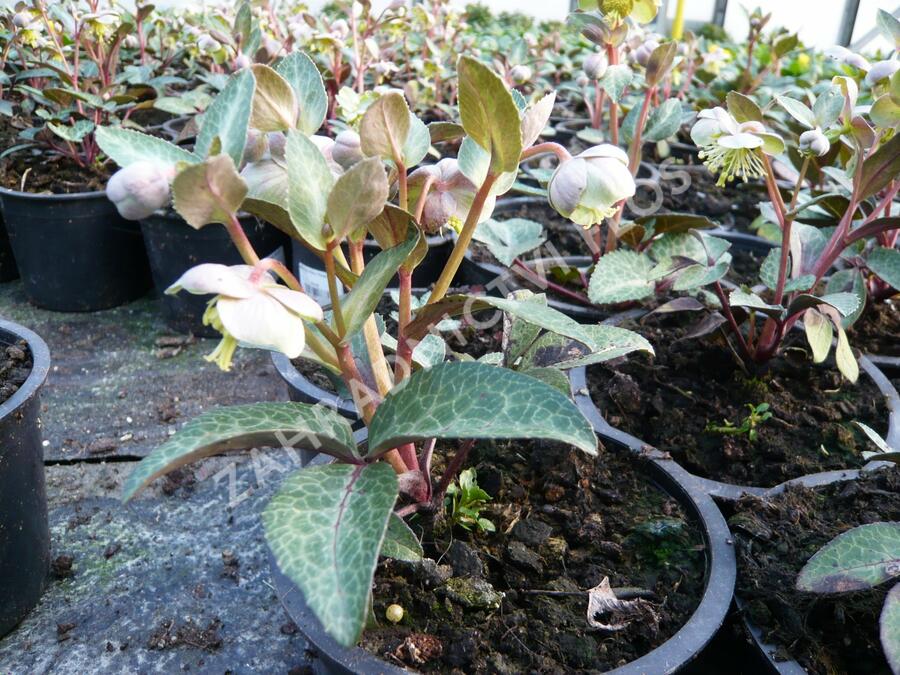 Čemeřice sivozelená 'Purple Rose' - Helleborus lividus 'Purple Rose'