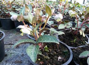 Čemeřice sivozelená 'Purple Rose' - Helleborus lividus 'Purple Rose'