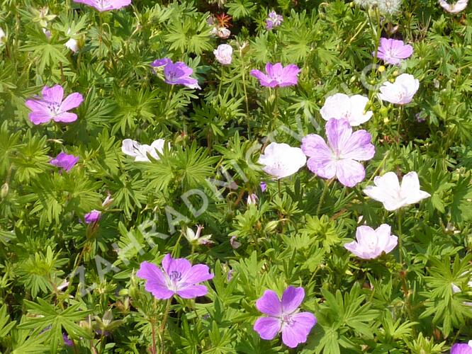 Kakost mix 2 - Geranium mix 2