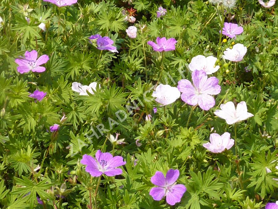 Kakost mix 2 - Geranium mix 2