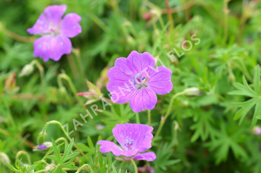 Kakost mix 2 - Geranium mix 2