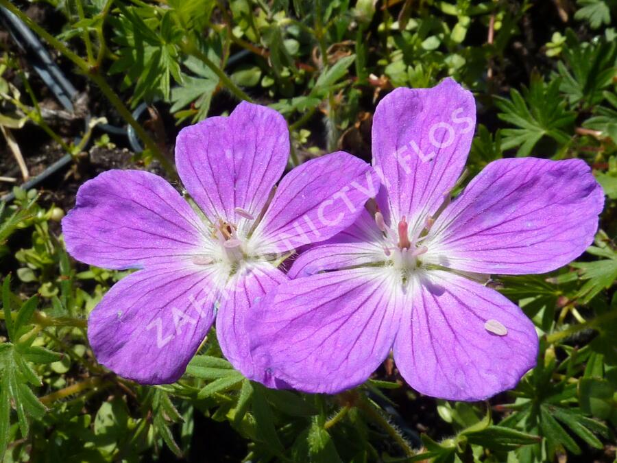 Kakost mix 2 - Geranium mix 2